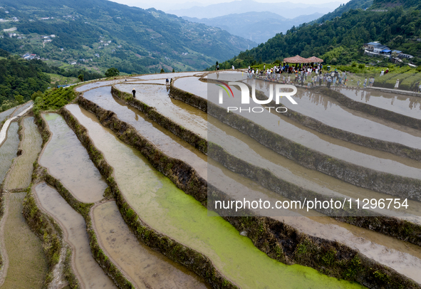 Villagers are working in a field transplanting rice seedlings in Yichang city, Central China's Hubei province, on June 1, 2024. 