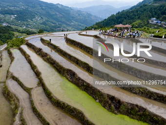 Villagers are working in a field transplanting rice seedlings in Yichang city, Central China's Hubei province, on June 1, 2024. (