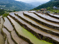 Villagers are working in a field transplanting rice seedlings in Yichang city, Central China's Hubei province, on June 1, 2024. (