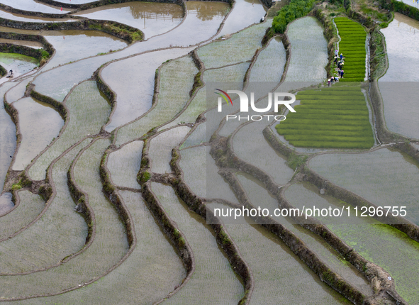 Villagers are working in a field transplanting rice seedlings in Yichang city, Central China's Hubei province, on June 1, 2024. 