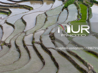 Villagers are working in a field transplanting rice seedlings in Yichang city, Central China's Hubei province, on June 1, 2024. (