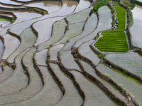 Villagers are working in a field transplanting rice seedlings in Yichang city, Central China's Hubei province, on June 1, 2024. (