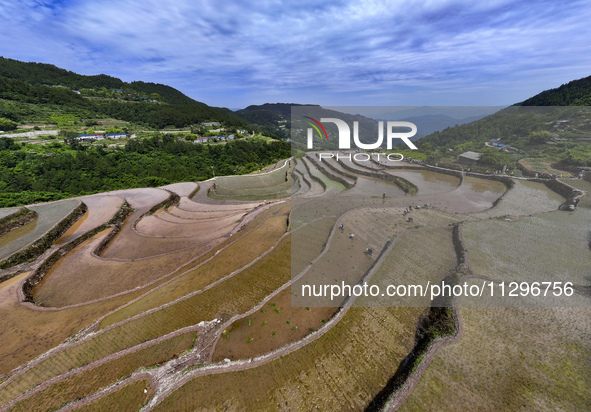 Villagers are working in a field transplanting rice seedlings in Yichang city, Central China's Hubei province, on June 1, 2024. 