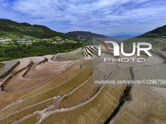 Villagers are working in a field transplanting rice seedlings in Yichang city, Central China's Hubei province, on June 1, 2024. (