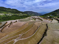 Villagers are working in a field transplanting rice seedlings in Yichang city, Central China's Hubei province, on June 1, 2024. (