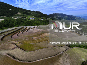 Villagers are working in a field transplanting rice seedlings in Yichang city, Central China's Hubei province, on June 1, 2024. (