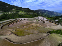 Villagers are working in a field transplanting rice seedlings in Yichang city, Central China's Hubei province, on June 1, 2024. (