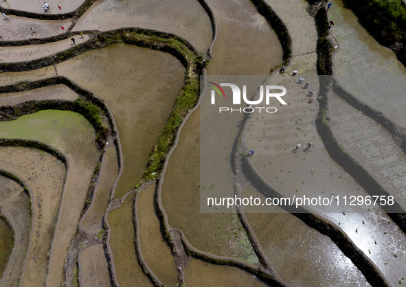 Villagers are working in a field transplanting rice seedlings in Yichang city, Central China's Hubei province, on June 1, 2024. 