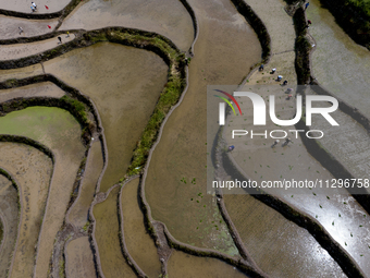 Villagers are working in a field transplanting rice seedlings in Yichang city, Central China's Hubei province, on June 1, 2024. (