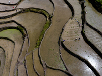 Villagers are working in a field transplanting rice seedlings in Yichang city, Central China's Hubei province, on June 1, 2024. (