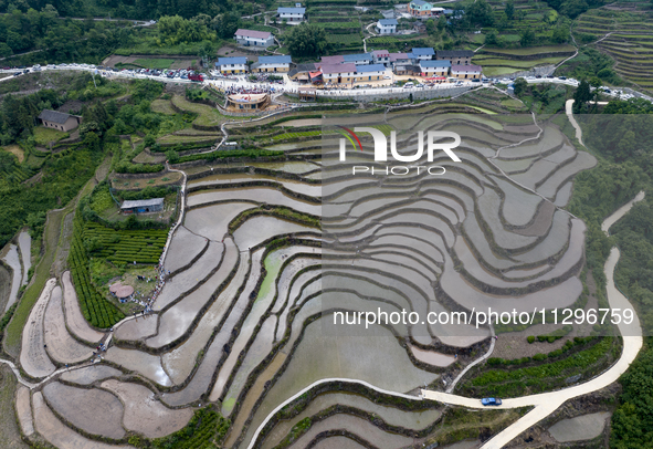 Villagers are working in a field transplanting rice seedlings in Yichang city, Central China's Hubei province, on June 1, 2024. 