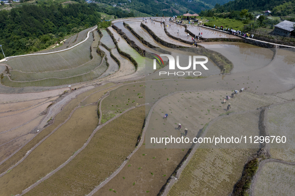 Villagers are working in a field transplanting rice seedlings in Yichang city, Central China's Hubei province, on June 1, 2024. 