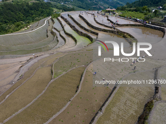 Villagers are working in a field transplanting rice seedlings in Yichang city, Central China's Hubei province, on June 1, 2024. (