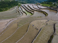 Villagers are working in a field transplanting rice seedlings in Yichang city, Central China's Hubei province, on June 1, 2024. (