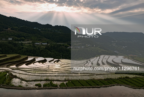 Villagers are working in a field transplanting rice seedlings in Yichang city, Central China's Hubei province, on June 1, 2024. 