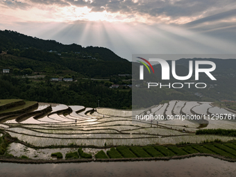 Villagers are working in a field transplanting rice seedlings in Yichang city, Central China's Hubei province, on June 1, 2024. (