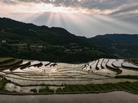 Villagers are working in a field transplanting rice seedlings in Yichang city, Central China's Hubei province, on June 1, 2024. (