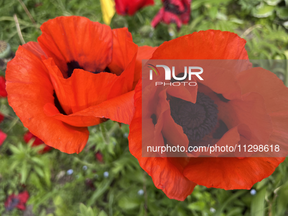 Poppies are growing in Unionville, Ontario, Canada, on June 01, 2024 