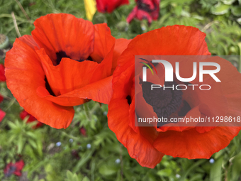 Poppies are growing in Unionville, Ontario, Canada, on June 01, 2024 (