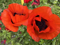 Poppies are growing in Unionville, Ontario, Canada, on June 01, 2024 (