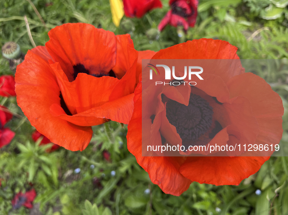 Poppies are growing in Unionville, Ontario, Canada, on June 01, 2024 