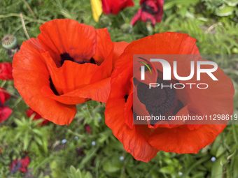 Poppies are growing in Unionville, Ontario, Canada, on June 01, 2024 (