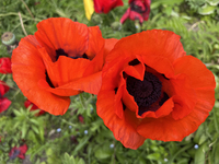 Poppies are growing in Unionville, Ontario, Canada, on June 01, 2024 (