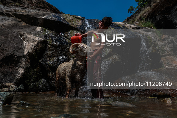 Irfan, 13, is washing his sheep named ''Sheru'' after taking a bath on a hot summer day in Bandipora, Jammu and Kashmir, India, on June 2, 2...