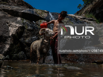 Irfan, 13, is washing his sheep named ''Sheru'' after taking a bath on a hot summer day in Bandipora, Jammu and Kashmir, India, on June 2, 2...