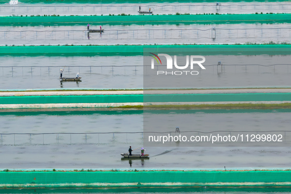 Workers are feeding a crab pond at a modern fishery industrial plantation in Yancheng, China, on June 2, 2024. 