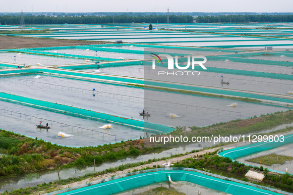 Workers are feeding a crab pond at a modern fishery industrial plantation in Yancheng, China, on June 2, 2024. 