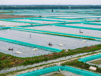 Workers are feeding a crab pond at a modern fishery industrial plantation in Yancheng, China, on June 2, 2024. (