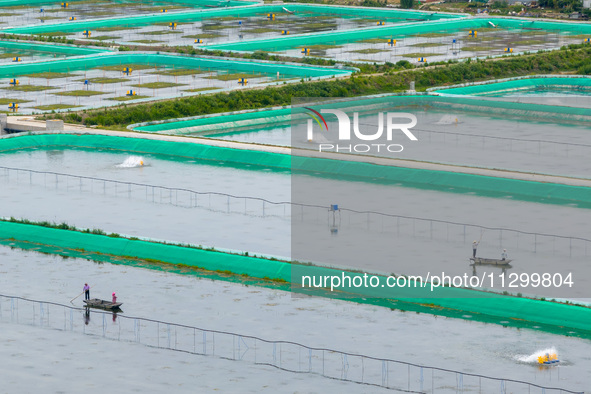 Workers are feeding a crab pond at a modern fishery industrial plantation in Yancheng, China, on June 2, 2024. 