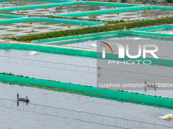 Workers are feeding a crab pond at a modern fishery industrial plantation in Yancheng, China, on June 2, 2024. (