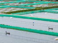 Workers are feeding a crab pond at a modern fishery industrial plantation in Yancheng, China, on June 2, 2024. (