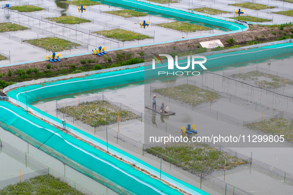 Workers are feeding a crab pond at a modern fishery industrial plantation in Yancheng, China, on June 2, 2024. 