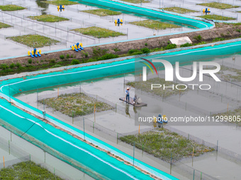 Workers are feeding a crab pond at a modern fishery industrial plantation in Yancheng, China, on June 2, 2024. (