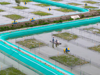 Workers are feeding a crab pond at a modern fishery industrial plantation in Yancheng, China, on June 2, 2024. (