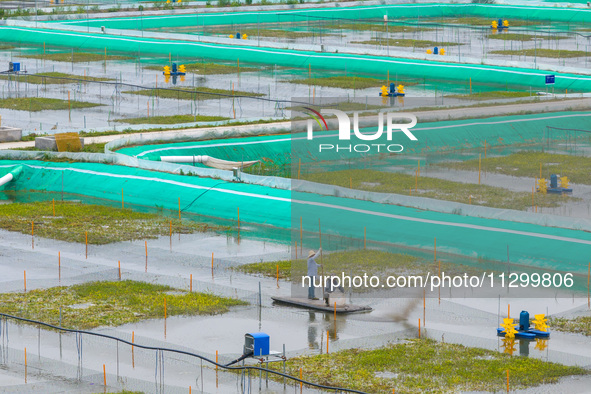 Workers are feeding a crab pond at a modern fishery industrial plantation in Yancheng, China, on June 2, 2024. 