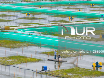 Workers are feeding a crab pond at a modern fishery industrial plantation in Yancheng, China, on June 2, 2024. (