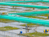 Workers are feeding a crab pond at a modern fishery industrial plantation in Yancheng, China, on June 2, 2024. (