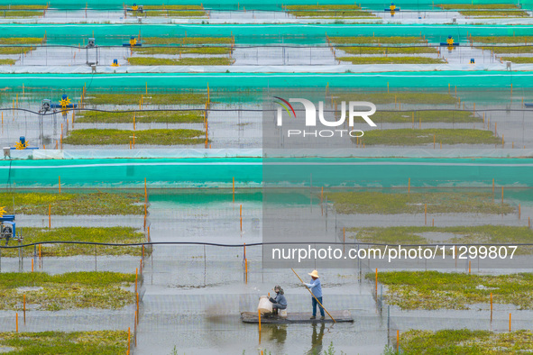 Workers are feeding a crab pond at a modern fishery industrial plantation in Yancheng, China, on June 2, 2024. 