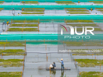 Workers are feeding a crab pond at a modern fishery industrial plantation in Yancheng, China, on June 2, 2024. (