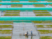 Workers are feeding a crab pond at a modern fishery industrial plantation in Yancheng, China, on June 2, 2024. (