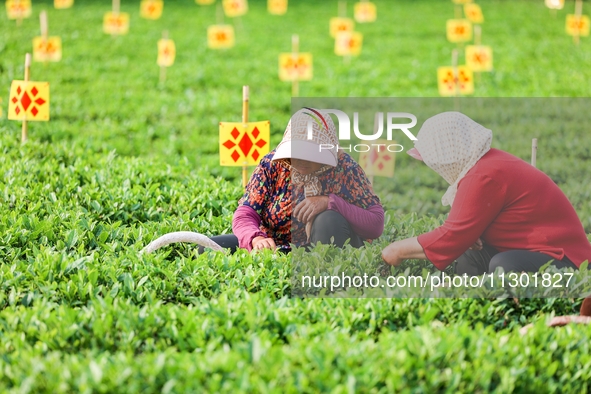 Tea farmers are picking tea leaves at a tea plantation in Qingdao, China, on June 2, 2024. 