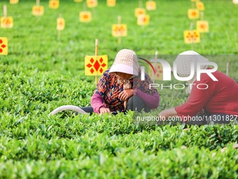 Tea farmers are picking tea leaves at a tea plantation in Qingdao, China, on June 2, 2024. (