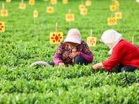 Tea farmers are picking tea leaves at a tea plantation in Qingdao, China, on June 2, 2024. (