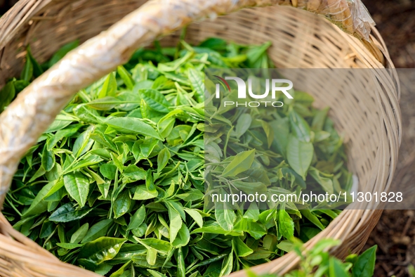 Tea farmers are picking tea leaves at a tea plantation in Qingdao, China, on June 2, 2024. 