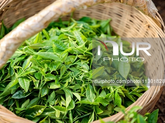 Tea farmers are picking tea leaves at a tea plantation in Qingdao, China, on June 2, 2024. (