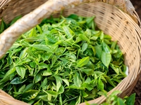 Tea farmers are picking tea leaves at a tea plantation in Qingdao, China, on June 2, 2024. (